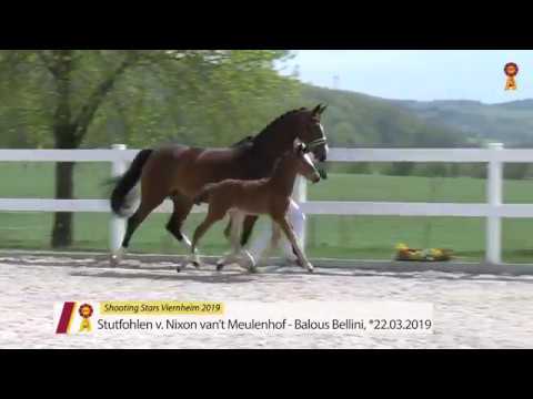 Fohlen von Nixon van't Meulenhof - Ballous Bellini