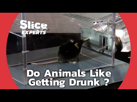 Alcohol Consumption in the Animal Kingdom | SLICE EXPERTS