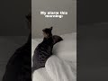 How my cat wakes me up