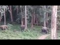 കുറുവാദ്വീപിനു സമീപം യുവതിയെ കാട്ടാ�