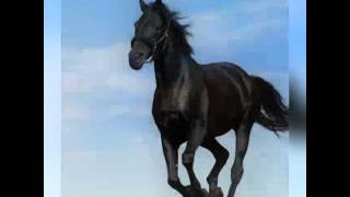 Pepito y su caballo  grupo laberinto