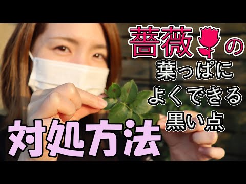 黒斑点バラ病を治療および予防することはできますか?  庭園