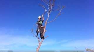 preview picture of video 'Langwarrin Tree Removal'