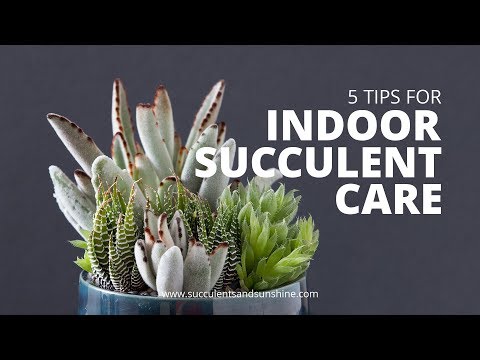 image-Are succulents good office plants?