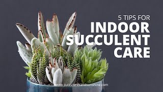 Indoor Succulent Care: 5 Tips for keeping your indoor succulents healthy