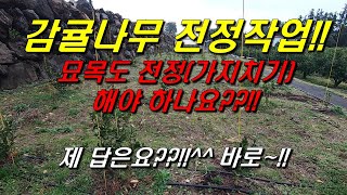 감귤나무 전정(가지치기) : 감귤 묘목(3~5년생)도 가지치기를 하나요??!!