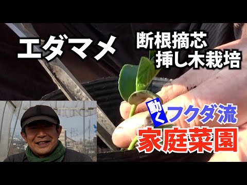 【家庭菜園】エダマメ断根摘芯挿し木栽培　簡単につるぼけ防止（おまかせ菜園フクダ流）