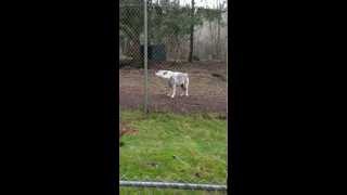 preview picture of video 'Wolves howling, Wolf Haven, Tenino, Washington, January 20, 2013'