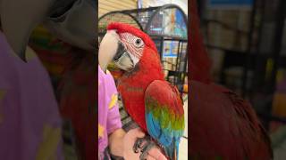 Rainy Day Still Fun at Parrot Palooza!