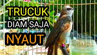 Download lagu Suara burung trucukan gacor memanggil lawan pancingan trucuk betina memanggil jantan agar bunyi mp3 Download lagu Suara burung trucukan gacor memanggil lawan pancingan trucuk betina memanggil jantan agar bunyi mp3