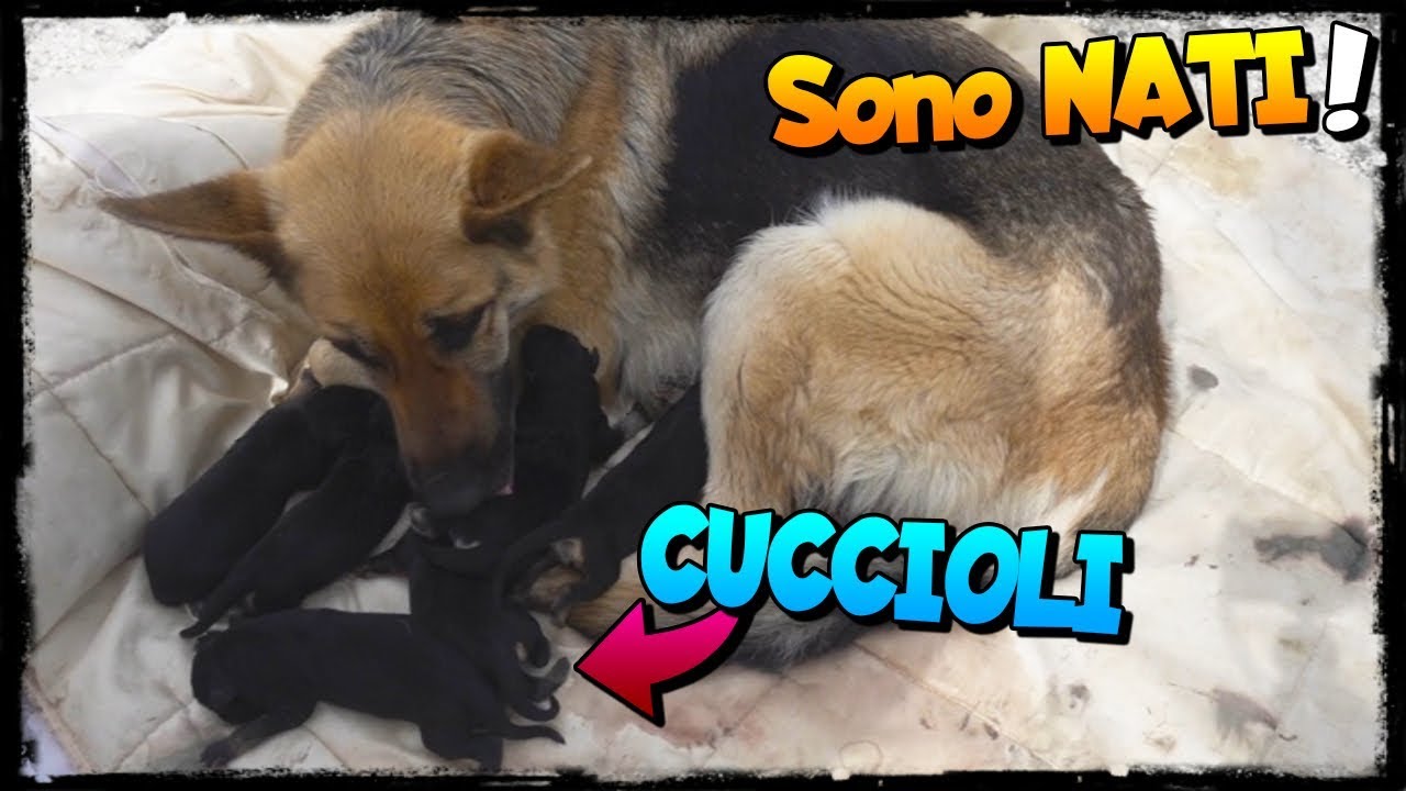 NATI 6 CUCCIOLI di PASTORE TEDESCO!