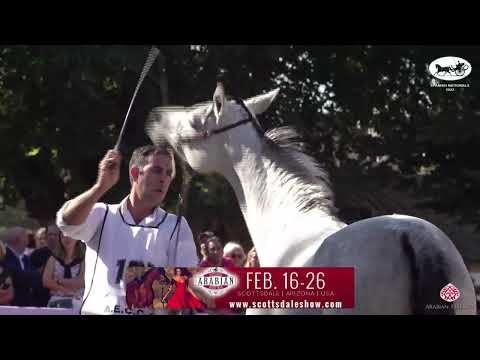 N 101 LODOSA   AECCA Arabian Horse of Spanish Lines Show 2022   Mares 7+ Years Old Class 5