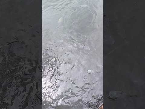 Sería muy fácil pescar aqui | Tilapias en lago de Comfama Norte | Girardota, Antioquia