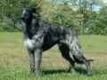 Lebrel Escocés - Scottish deerhound part 1
