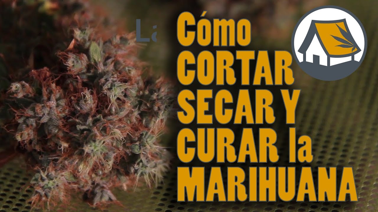 Cómo y cuándo CORTAR, SECAR y CURAR la MARIHUANA. Mejor SABOR, AROMA y EFECTO. Barraca 27