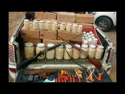 Polícia Militar descobre fábrica de palmito clandestina em Juquitiba