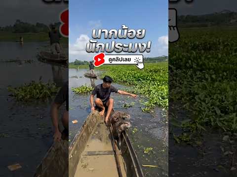 นากน้อยผู้ช่วยมือหนึ่ง! ภูมิปัญญาการจับปลาสุดเจ๋งของบังกลาเทศ