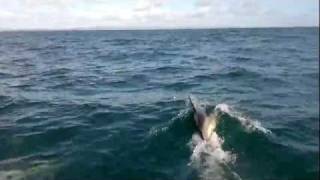 dolphins i videoed from the boat