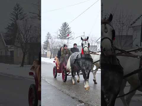 Badnji dan u Srpskom Itebeju 2026  godine 1