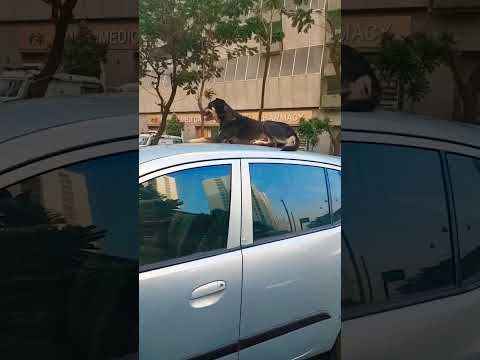 #vidushi #reels#reels #doglover #video