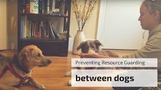Preventing Resource Guarding Between Dogs