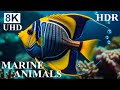 UNDERWATER PARADISE 8K HDR Marine Life And Ocean Animals 8K Ultra HD