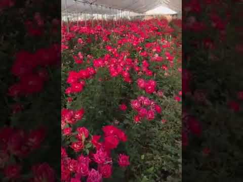 ROSES BEAUTIFUL || LOVE ROSE FLOWERS || sowjanya kolachana video