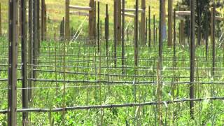 preview picture of video 'Wine and Agriculture Industries in Summerland, BC'