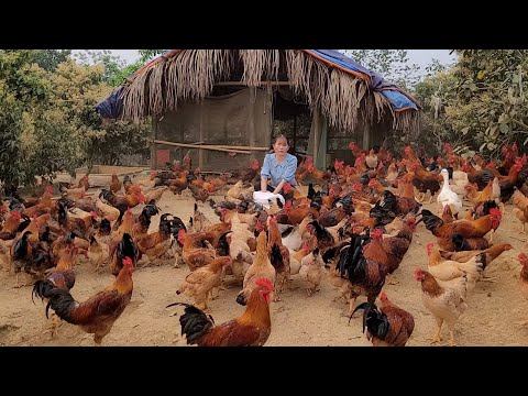 Chicken breeding.  Farmers bring chickens to the market to sell poorly.  (Episode 143).