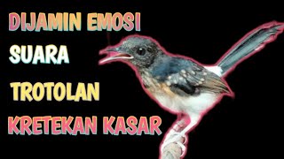 Download lagu KRETEKAN KASAR !! SUARA TROTOLAN DIJAMIN 99% NYAUT DAN BIKIN EMOSI STABIL mp3