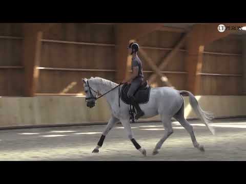 En pratique avec Christopher Six #4 | Gestion du cheval de haut niveau