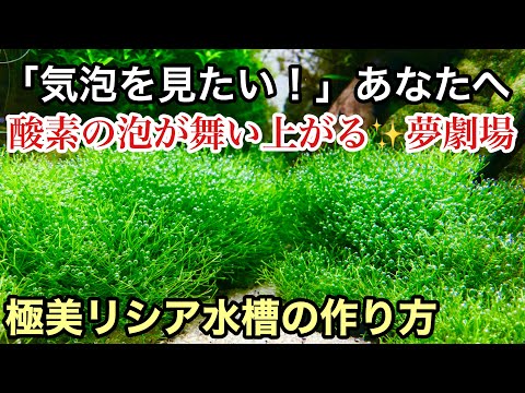 リシアサラマンドラについて詳しく解説