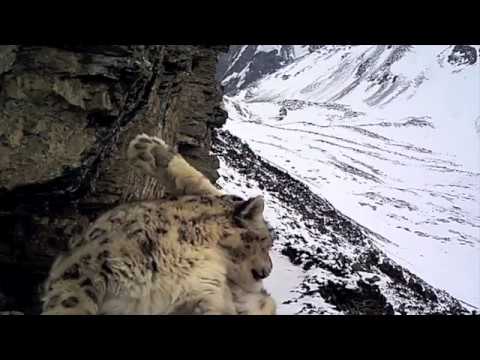 Monitoring SNOW LEOPARD in Nepal Himalaya