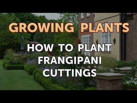 How to Nurse a Dying Ivy Plant Back to Life