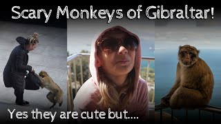 Cute and Scary Monkeys on Rock of Gibraltar!