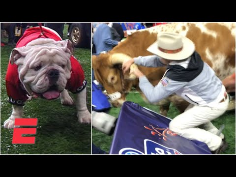 Bevo charges Uga at 2019 Sugar Bowl | College Football Highlights