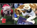 Bevo charges Uga at 2019 Sugar Bowl | College Football Highlights