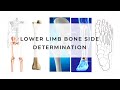 Side Determination of Lower Limb bones #vivavoceofanatomy