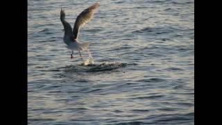 Vancouver Shakedown-NAZARETH-remake