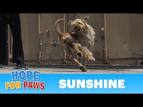 download lagu mp3 mp4 Hope For Paws Rescue Videos 2019, download mp3 Hope For Paws Rescue Videos 2019 free download mp3, download mp3 Hope For Paws Rescue Videos 2019