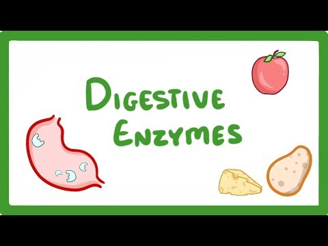 GCSE Biology Digestive Enzymes 17