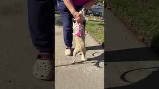 Video preview image #1 Chihuahua Puppy For Sale in Menifee, CA, USA