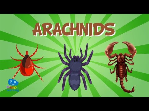 Arachnids | Educational Video for Kids