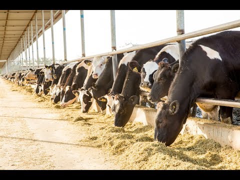 download lagu mp3 mp4 Dairy Farms In Uae, download lagu Dairy Farms In Uae gratis, unduh video klip Dairy Farms In Uae