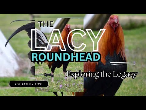 "Lacy Roundhead Gamefowl Bloodlines: History, Traits, and Breeding Tips"