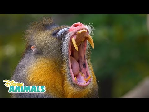 Mandrills! | Disney Animals | Disney Junior