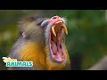 Mandrills Disney Animals Disney Junior