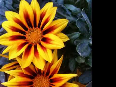 hasan zirak gyldr yallah gyldr taran