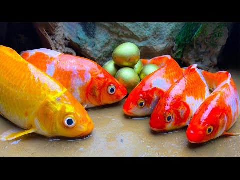 Stop Motion MAGNETIC Fish Mini swimming pool para sa carp at hito  ASMR fun stop motion animation