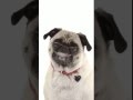 I'm sorry I must leave you - Girlfriend + Snapchat filter